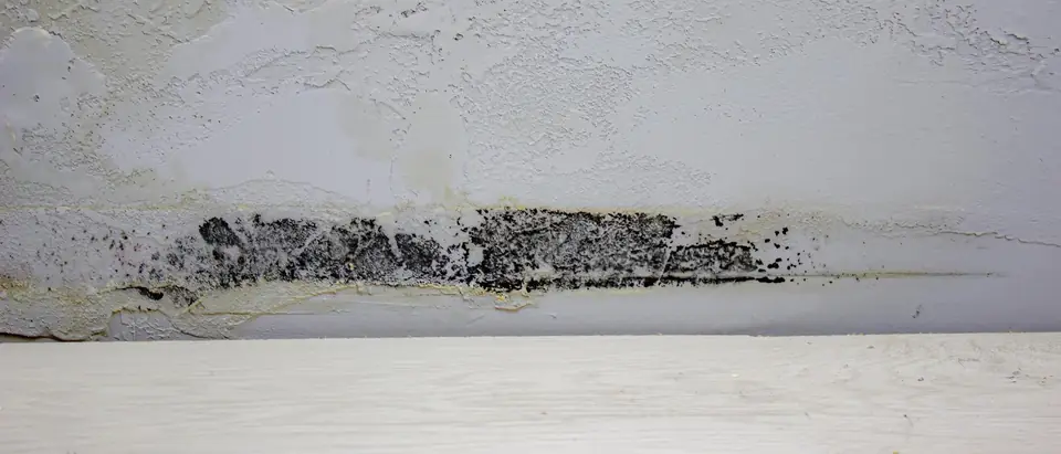A band of black mold along the foot of a white wall with blistered, peeling paint, just above a pale floor