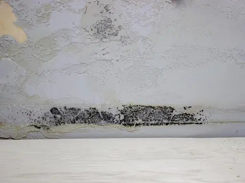 A band of black mold along the foot of a white wall with blistered, peeling paint, just above a pale floor