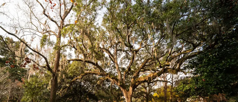 Live oaks hung with Spanish moss in Forsyth Park, Savannah, their long branches spreading in soft daylight