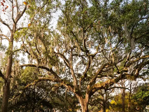 Live oaks hung with Spanish moss in Forsyth Park, Savannah, their long branches spreading in soft daylight